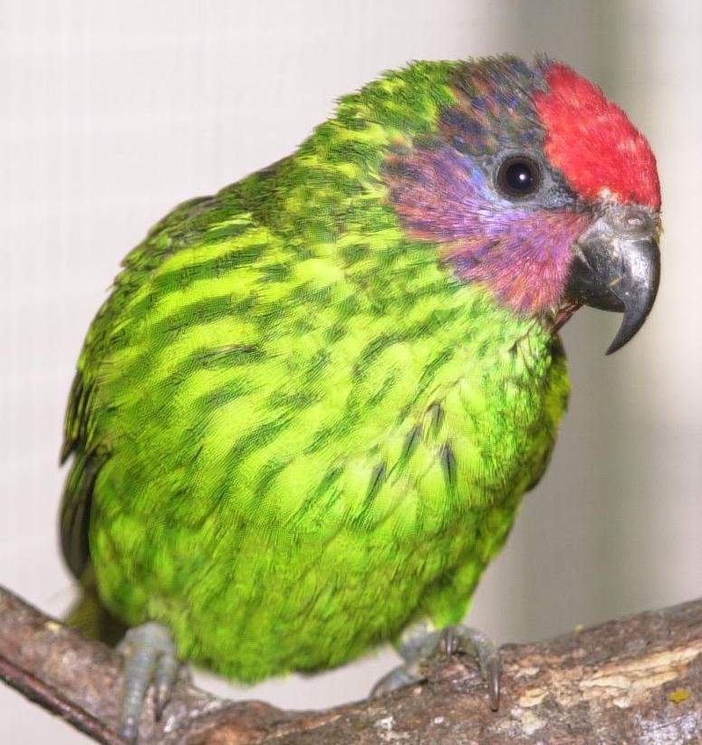 Goldie's Lorikeet