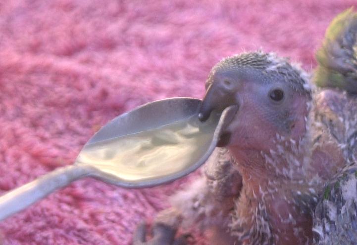 parrot hand feeding syringes