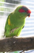 Musk Lorikeet