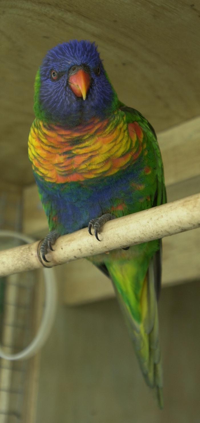 Rainbow lorikeet