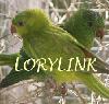Lorylink