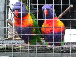 Rainbow Lorikeet